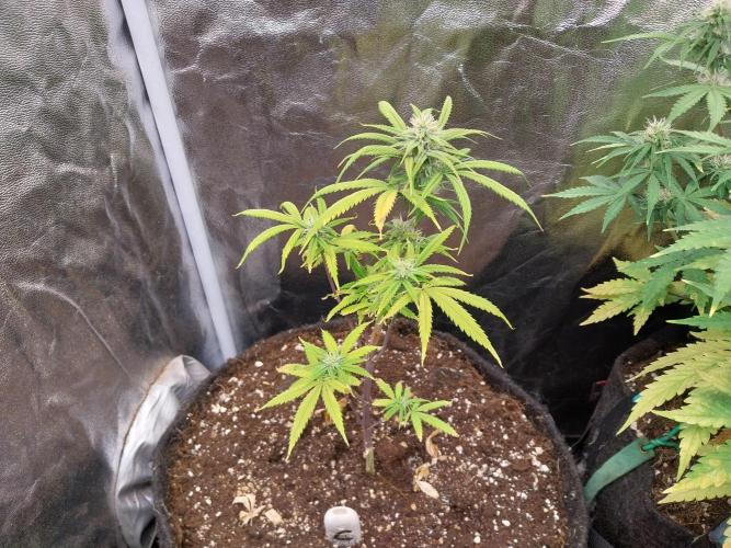 Poudraufou. Week 10 - 03/12