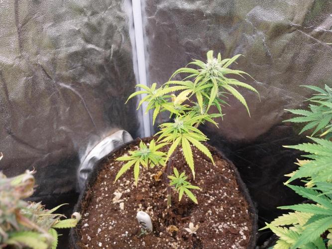 Poudraufou. Week 10 - 04/12