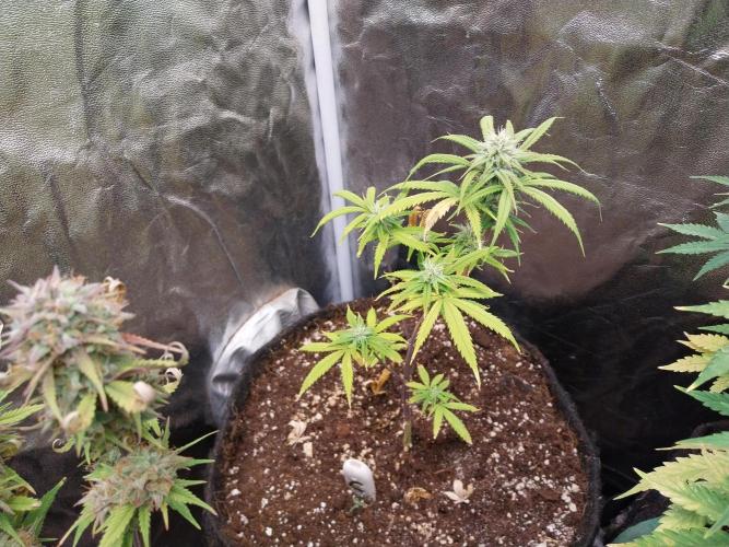 Poudraufou. Week 10 - 05/12