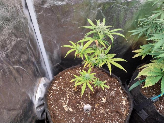 Poudraufou. Week 10 - 06/12