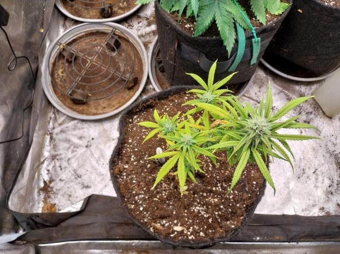 Poudraufou. Week 10 - 07/12