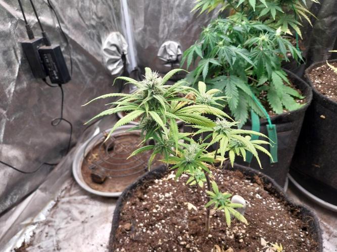 Poudraufou. Week 10 - 07/12