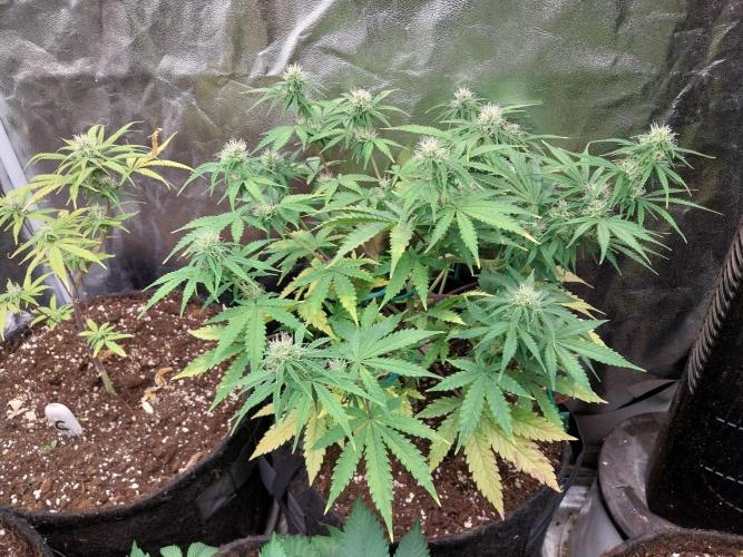 Oeuf-coktail. Week 8 - 02/12