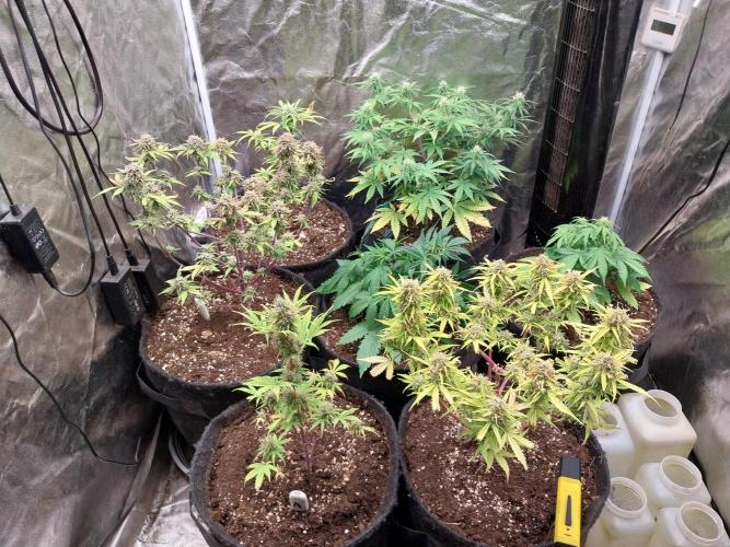 Oeuf-coktail. Week 8 - 02/12