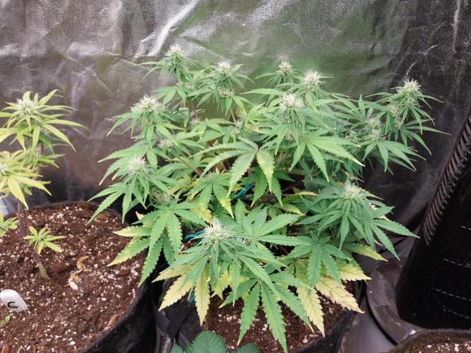 Oeuf-coktail. Week 8 - 03/12