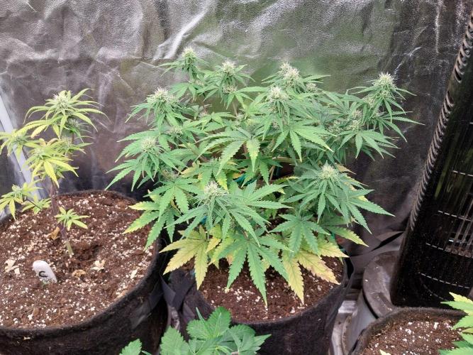 Oeuf-coktail. Week 8 - 04/12