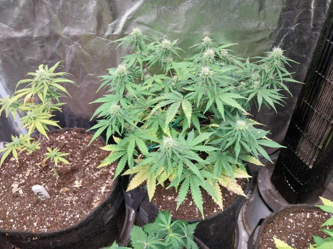 Oeuf-coktail. Week 8 - 05/12