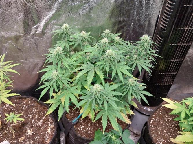 Oeuf-coktail. Week 8 - 06/12