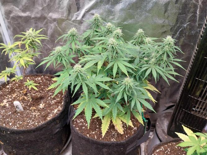 Oeuf-coktail. Week 8 - 07/12