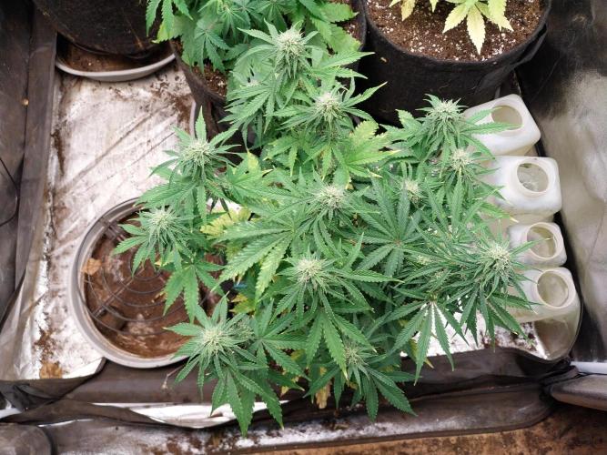 Oeuf-coktail. Week 8 - 08/12 