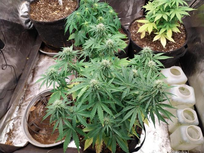 Oeuf-coktail. Week 8 - 08/12