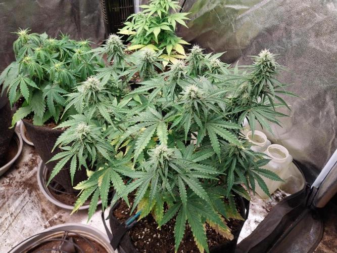 Oeuf-coktail. Week 8 - 08/12