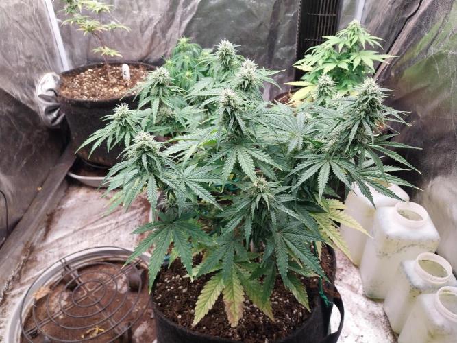 Oeuf-coktail. Week 8 - 08/12