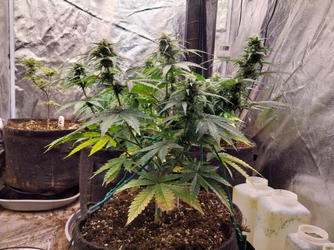 Oeuf-coktail. Week 8 - 08/12