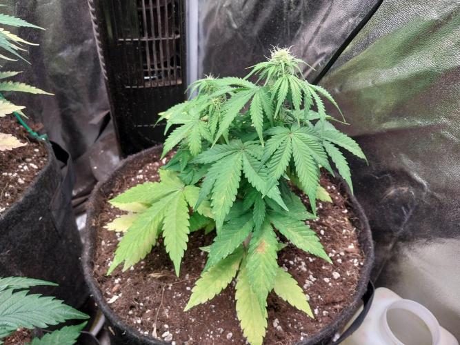 Blanchette. Week 6 - 03/12