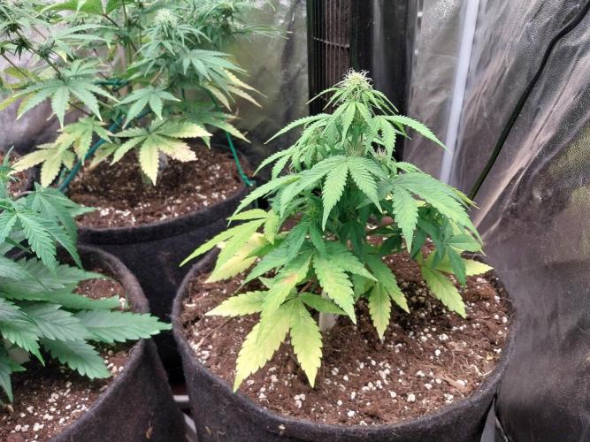 Blanchette. Week 6 - 04/12