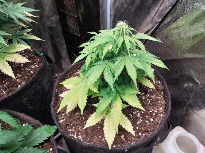 Blanchette. Week 6 - 05/12