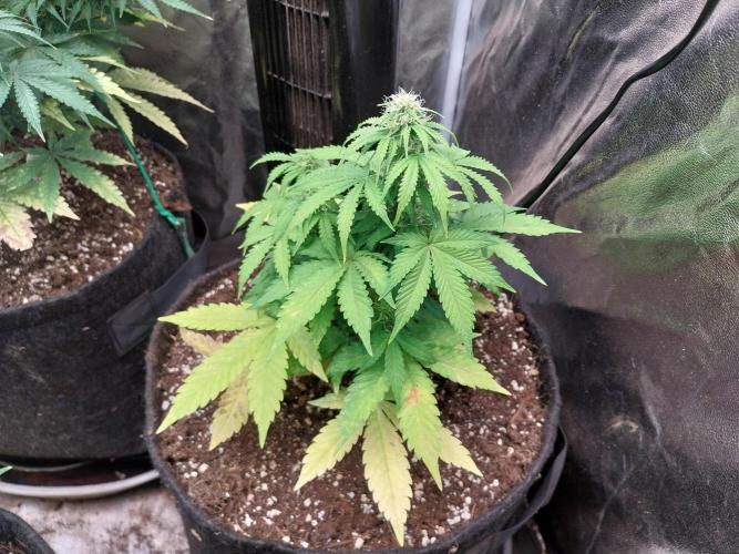 Blanchette. Week 6 - 07/12