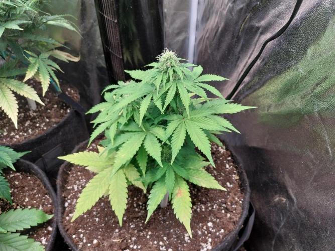 Blanchette. Week 6 - 08/12