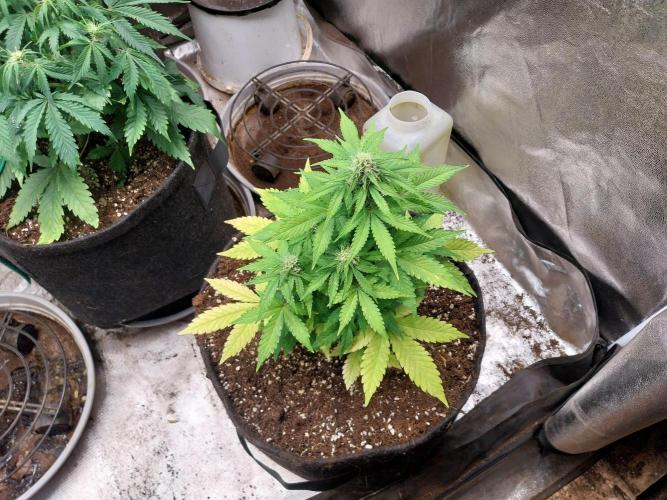 Blanchette. Week 6 - 09/12