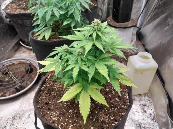 Blanchette. Week 6 - 09/12