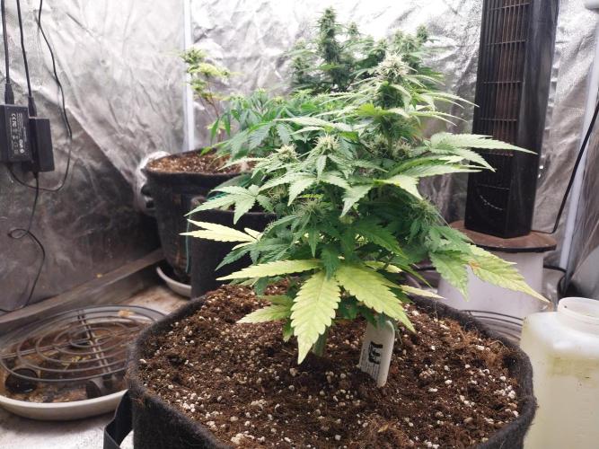 Blanchette. Week 6 - 09/12