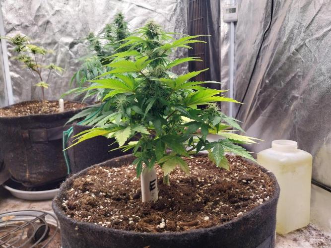 Blanchette. Week 6 - 09/12