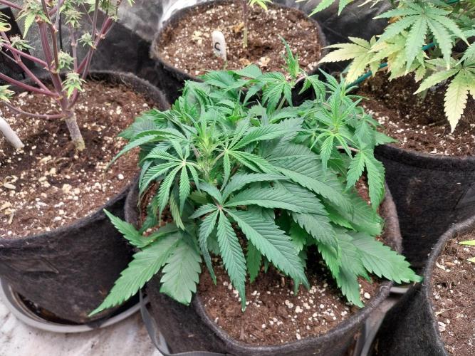 Pierrette de la lune 2. Week 5 - 04/12