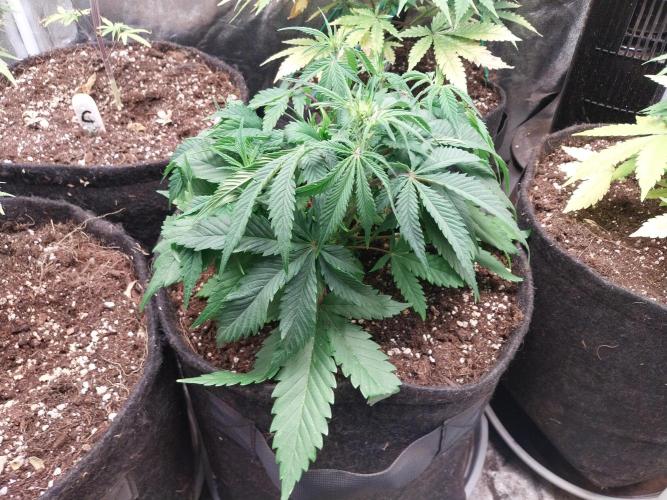 Pierrette de la lune 2. Week 5 - 05/12