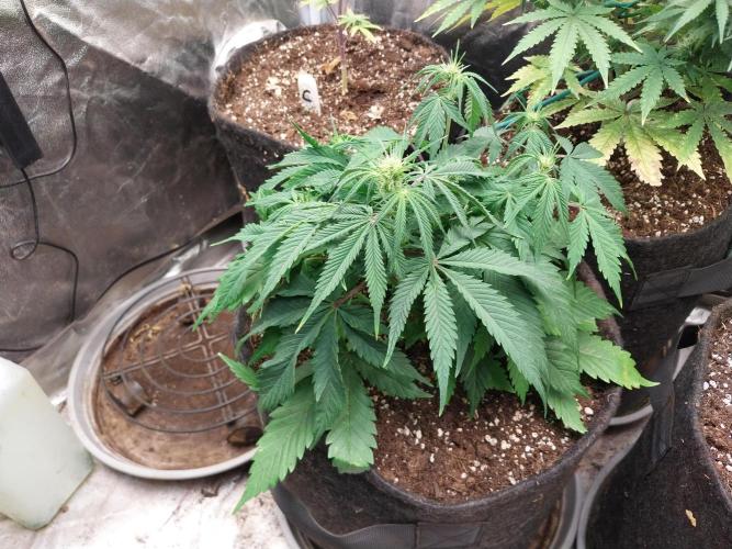 Pierrette de la lune 2. Week 5 - 06/12