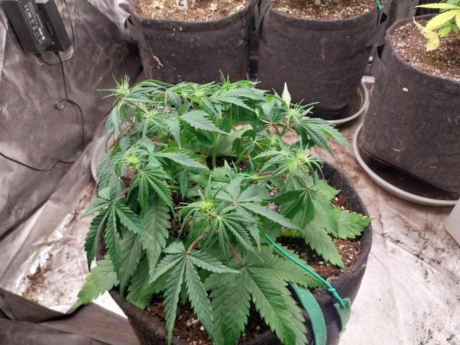 Pierrette de la lune 2. Week 5 - 07/12