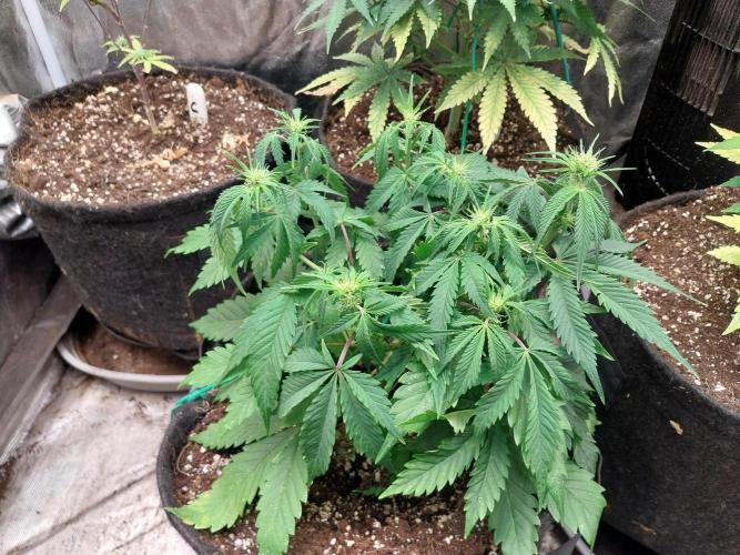 Pierrette de la lune 2. Week 5 - 08/12