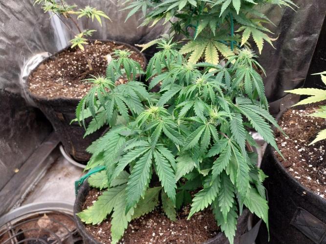 Pierrette de la lune 2. Week 5 - 09/12