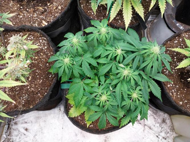 Pierrette de la lune 2. Week 5 - 10/12