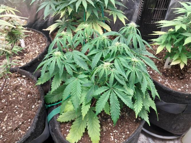 Pierrette de la lune 2. Week 5 - 10/12