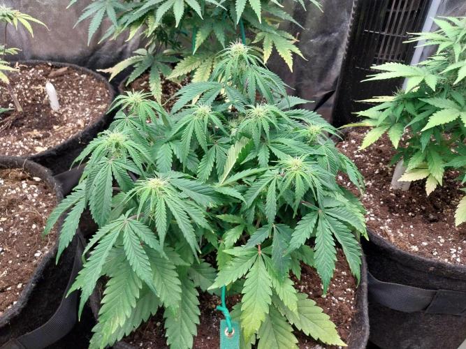 Pierrette de la lune 2. Week 5 - 10/12