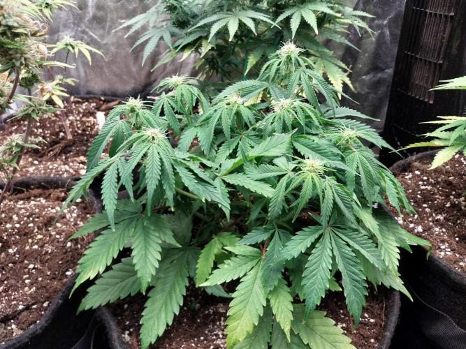 Pierrette de la lune 2. Week 5 - 10/12