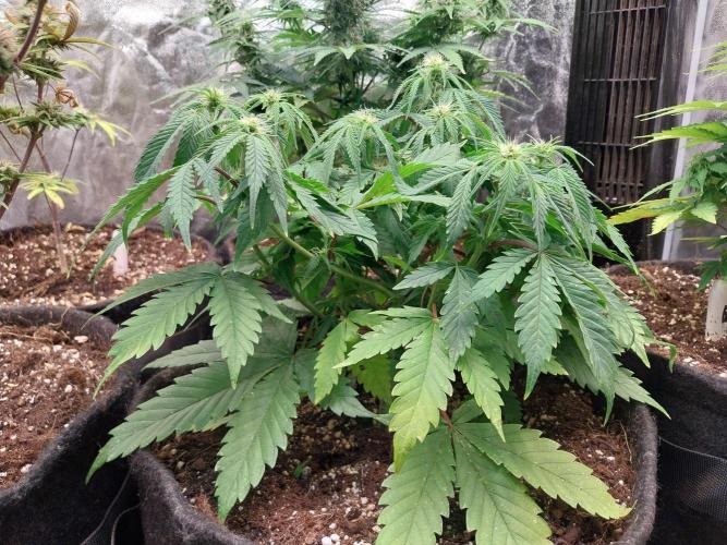 Pierrette de la lune 2. Week 5 - 10/12