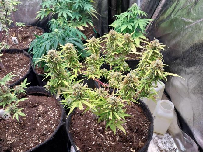 Mat Ohperché. Week 14 - 06/12