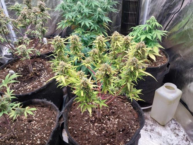 Mat Ohperché. Week 14 - 07/12