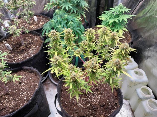 Mat Ohperché. Week 14 - 08/12