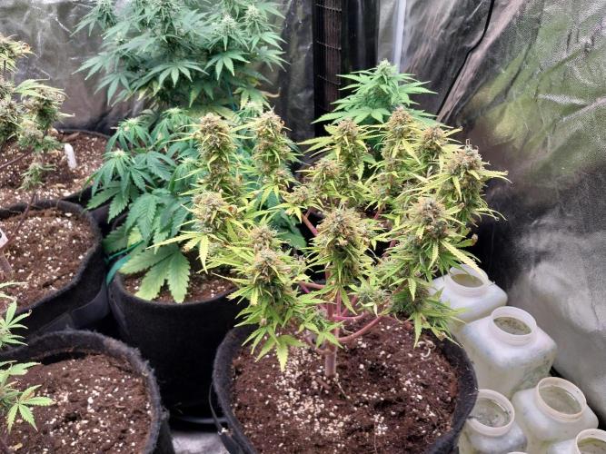 Mat Ohperché. Week 14 - 10/12