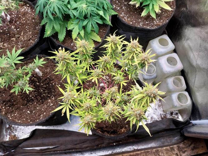 Mat Ohperché. Week 14 - 11/12