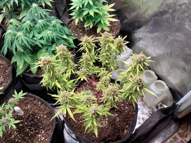 Mat Ohperché. Week 14 - 11/12