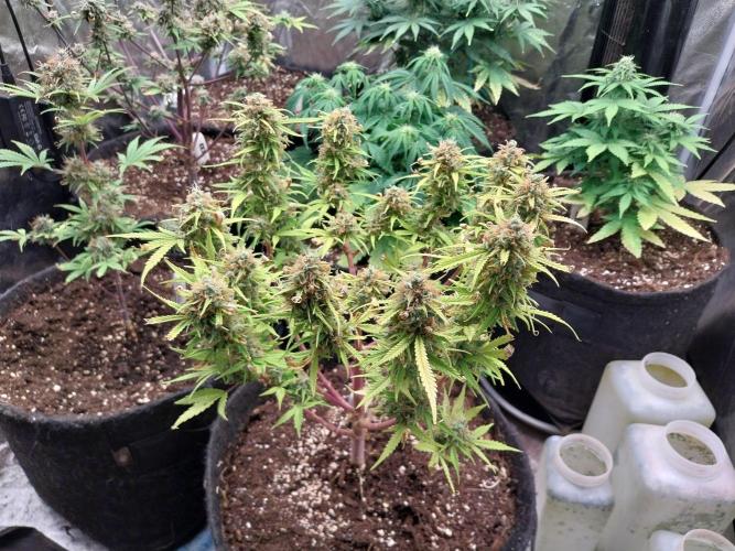 Mat Ohperché. Week 14 - 11/12