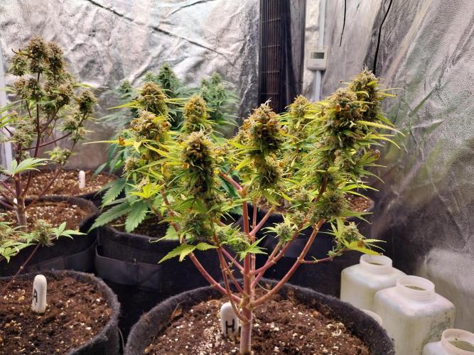 Mat Ohperché. Week 14 - 11/12