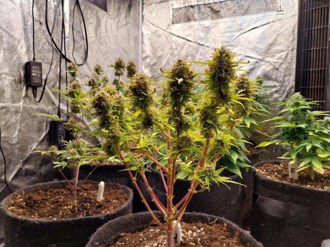 Mat Ohperché. Week 14 - 11/12