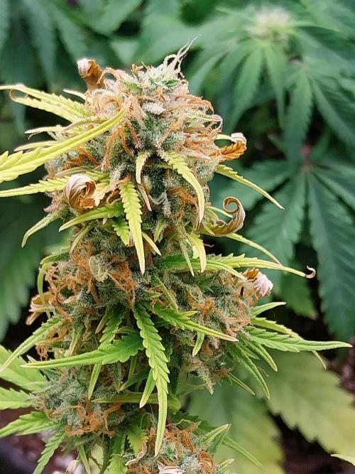 Mat Ohperché. Week 14 - 11/12