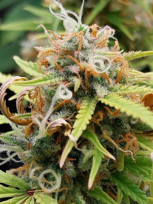 Mat Ohperché. Week 14 - 11/12