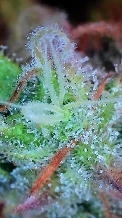 Mat Ohperché. Week 14 - 11/12